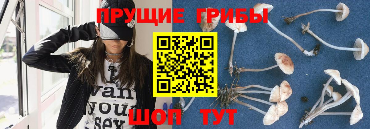 Псилоцибиновые грибы GOLDEN TEACHER Глазов